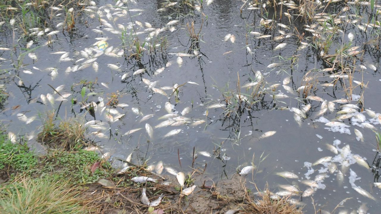 Сигнал за мъртва риба в река Марица в следобедните часове