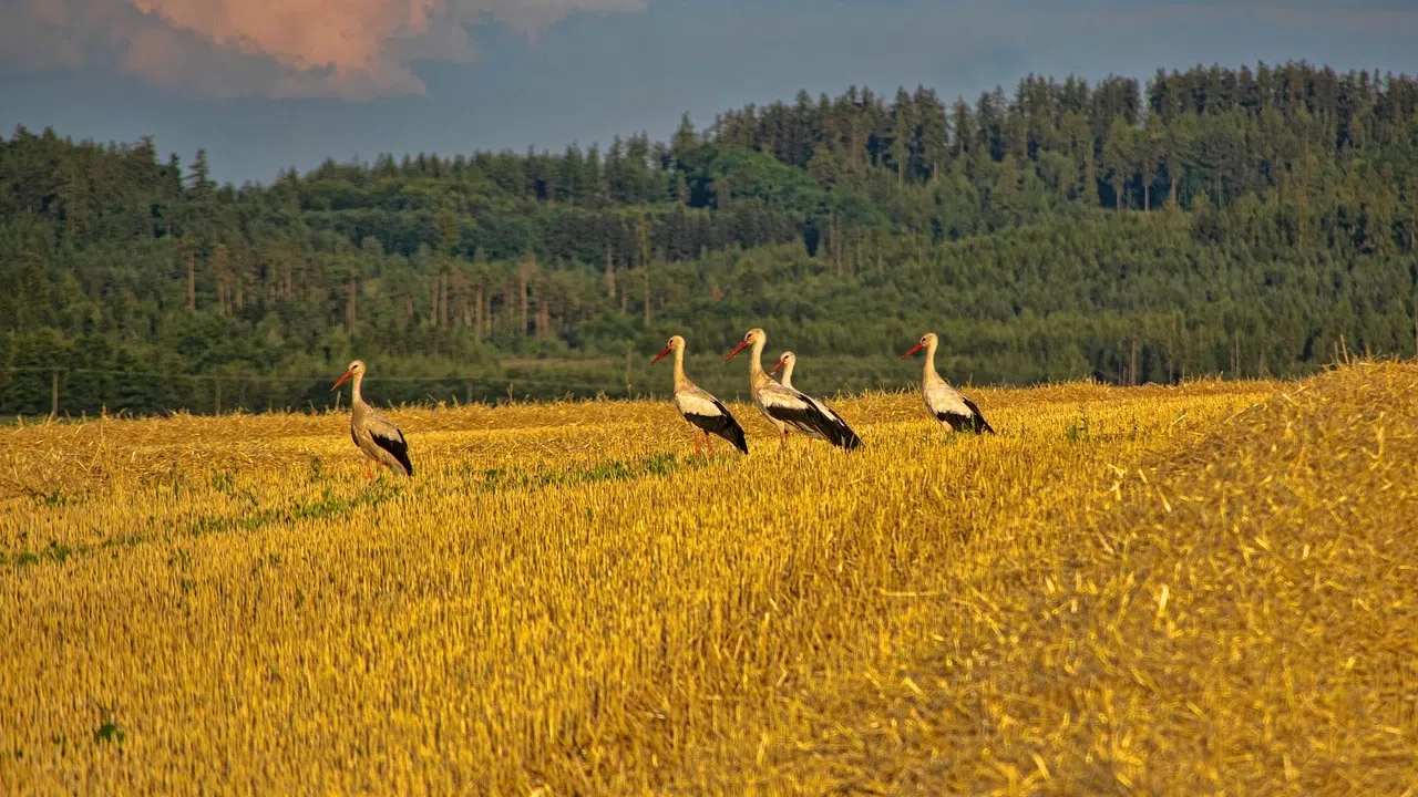 Първите щъркели започнаха да отлитат на юг