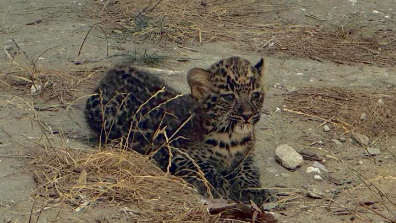 Варненският зоопарк представи бебе леопард