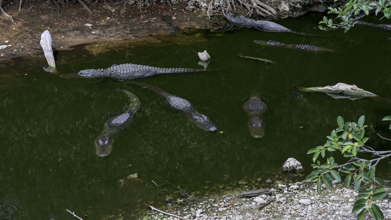 Изчезнало преди две седмици дете е открито в езеро с алигатори