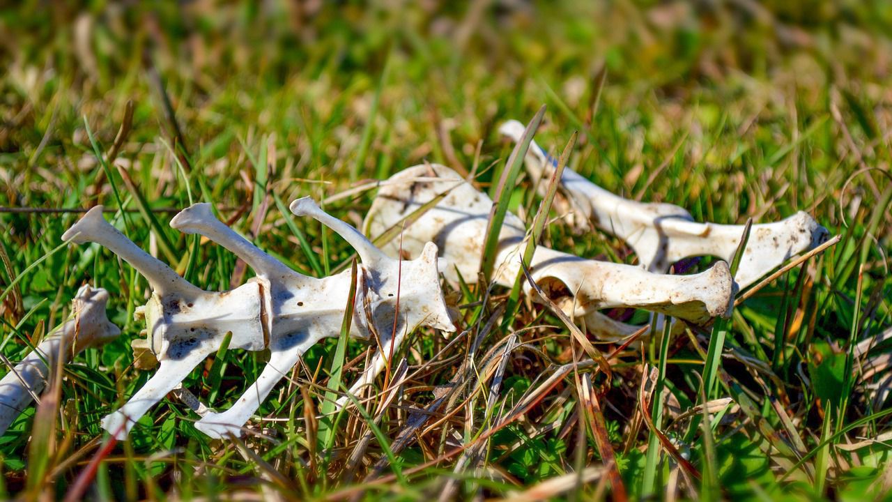 При огледа е установено наличие на стари кости – странични