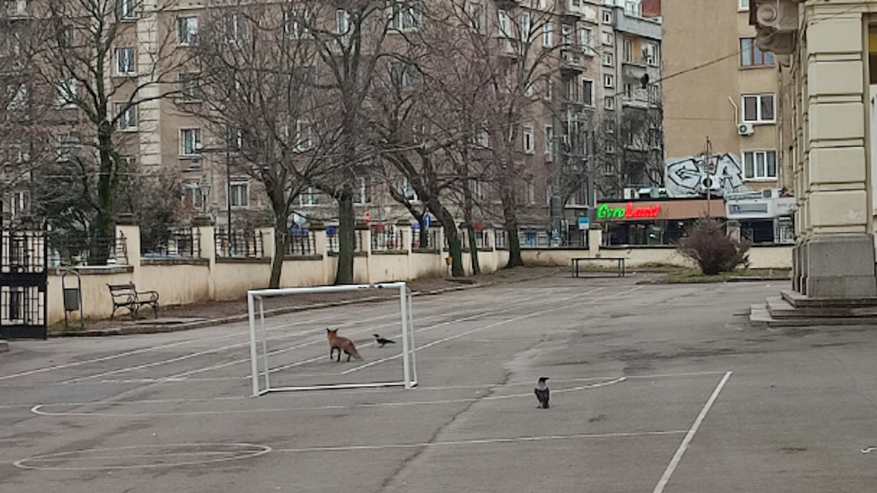 Лисица беше забелязана да се разхожда в двора на столичното