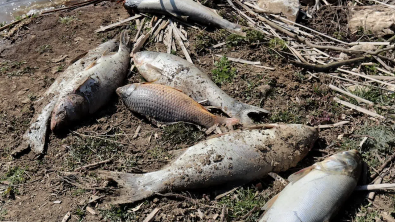 Мъртва риба във водите на река Марица, близо до пловдивското