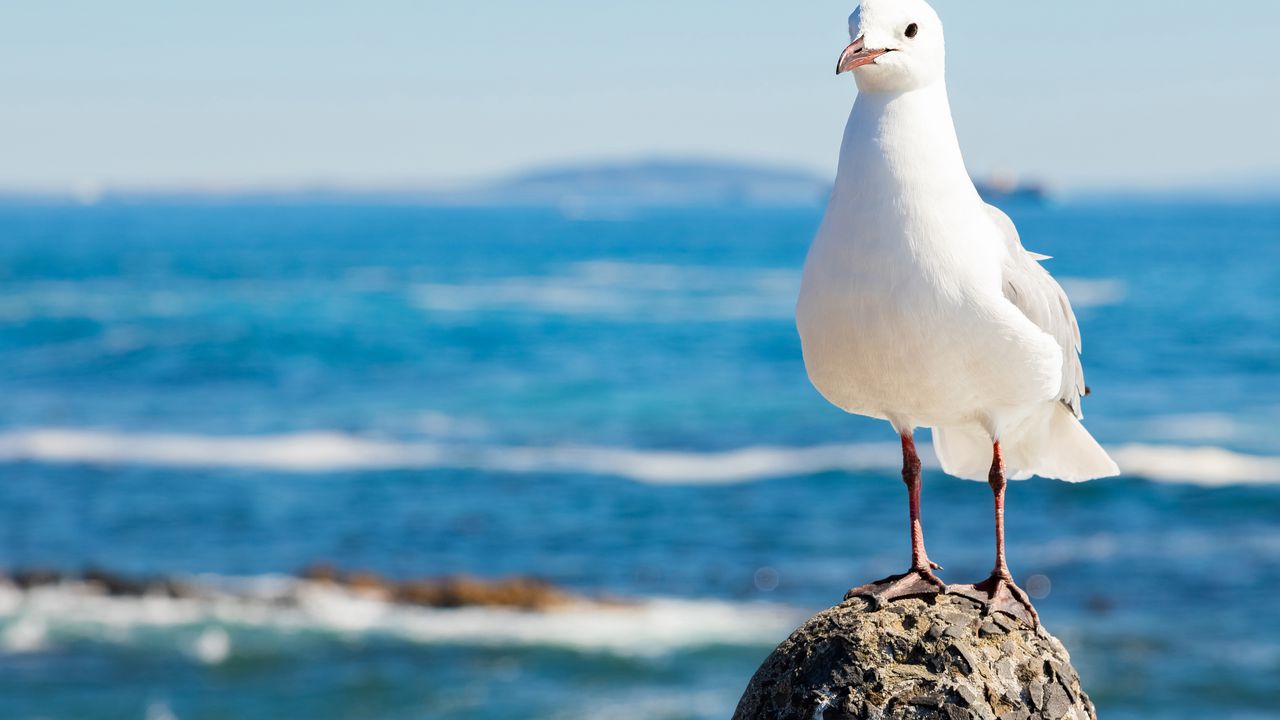 Задържаха мъж, прострелял гларус в Бургас