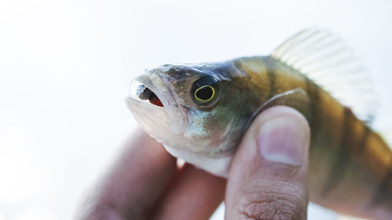 Във водите на Черно море е открита опасна риба -