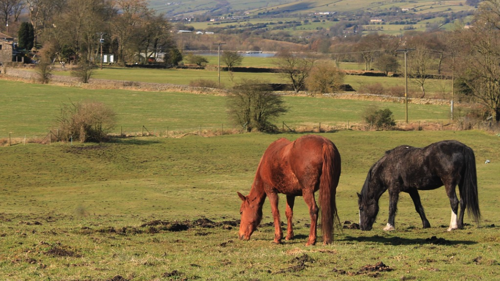 Сигнал за разхождащи се свободно коне по Околовръстното шосе в