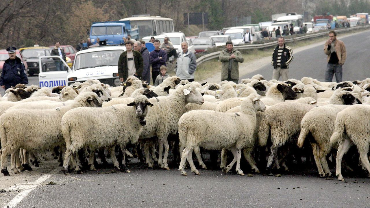 Овцевъдите в протестна готовност, настояват за спешна ваксинация срещу шарка