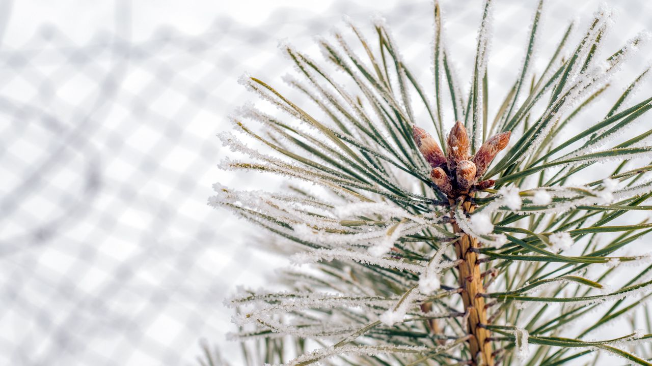 Утре още преди обяд облачността и над Североизточна България ще