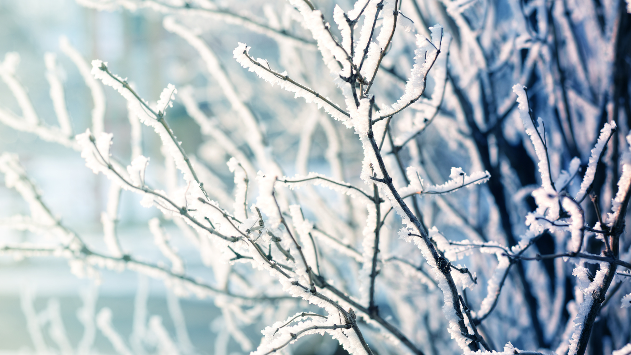 По думите му максималните температури днес ще са между 0