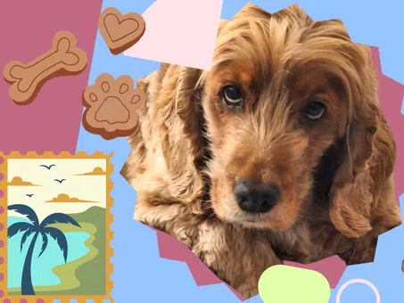 Ваканция с любимец: Как да направим по-малко стресиращо пътешествието с кола за кучето