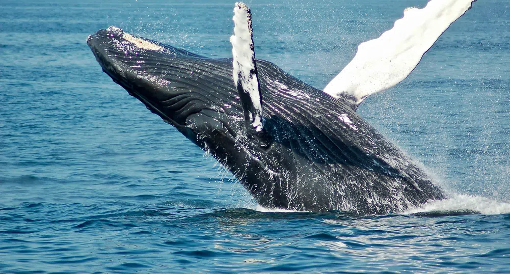 Да говориш езика на китовете: Как AI успява да преведе гласа на дивата природа?