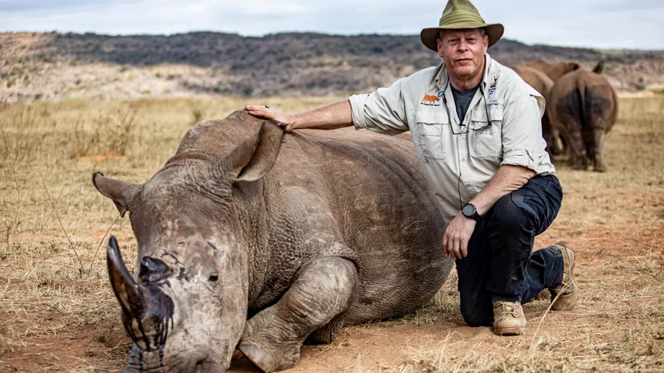 Южна Африка въоръжава носорозите с радиоактивни рога в опит да спре бракониерите