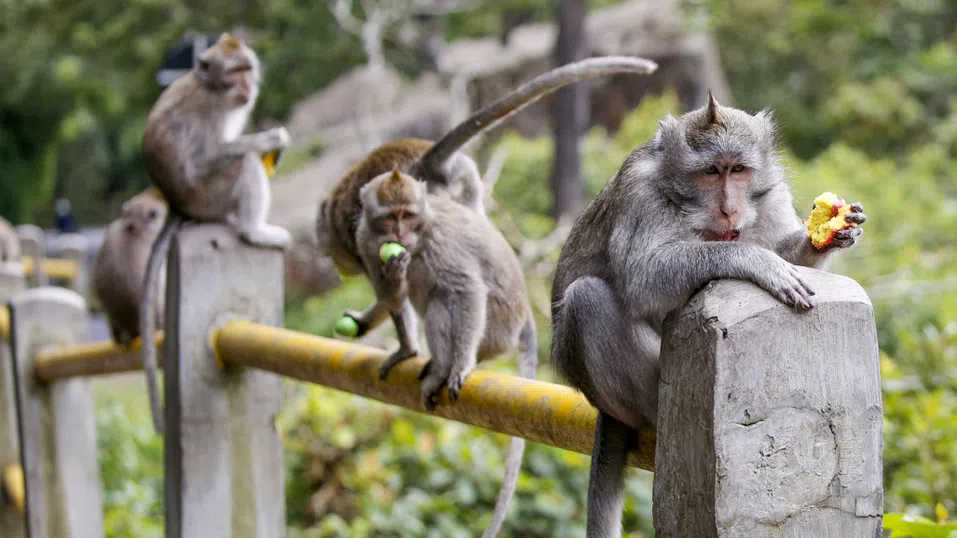Свещени, но коварни: Престъпната организация на Бали, управлявана от маймуни