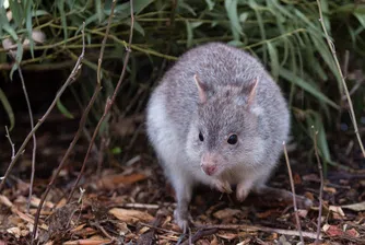 Инженери на екосистемата: Завръщането на бетонгите или как Австралия спасява изчезналите си животни