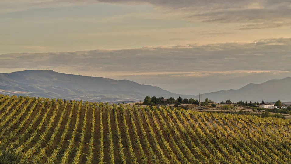 Долината на Струма кани на винен празник за Трифон Зарезан