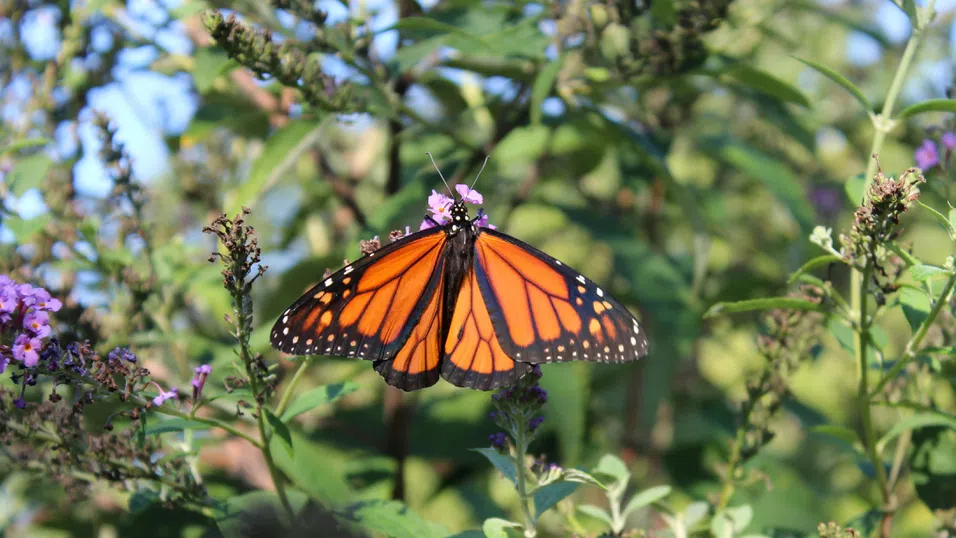Сънна трансформация: Историята на една пеперуда, която лети, за да спаси вида си
