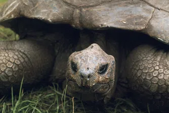Най-възрастната костенурка в света попадна в центъра на крипто измама