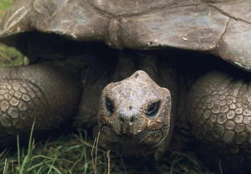 Най-възрастната костенурка в света попадна в центъра на крипто измама