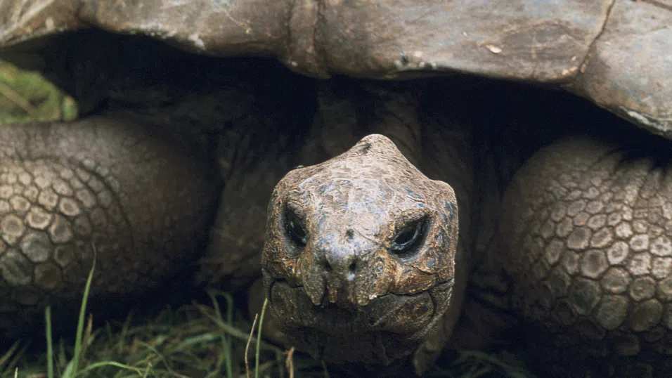 Най-възрастната костенурка в света попадна в центъра на крипто измама
