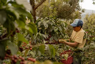 Тарифната война удари силно производителите на кафе в Бразилия, чиито най-голям пазар е САЩ. Но специалният сорт остава извън тенденцията