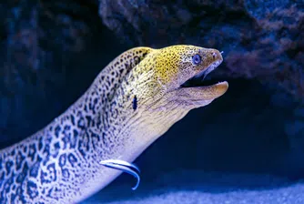 „Бихте ли яли панда?“: Шеф-готвачи с Мишлен призовават да се спре консумацията на змиорка