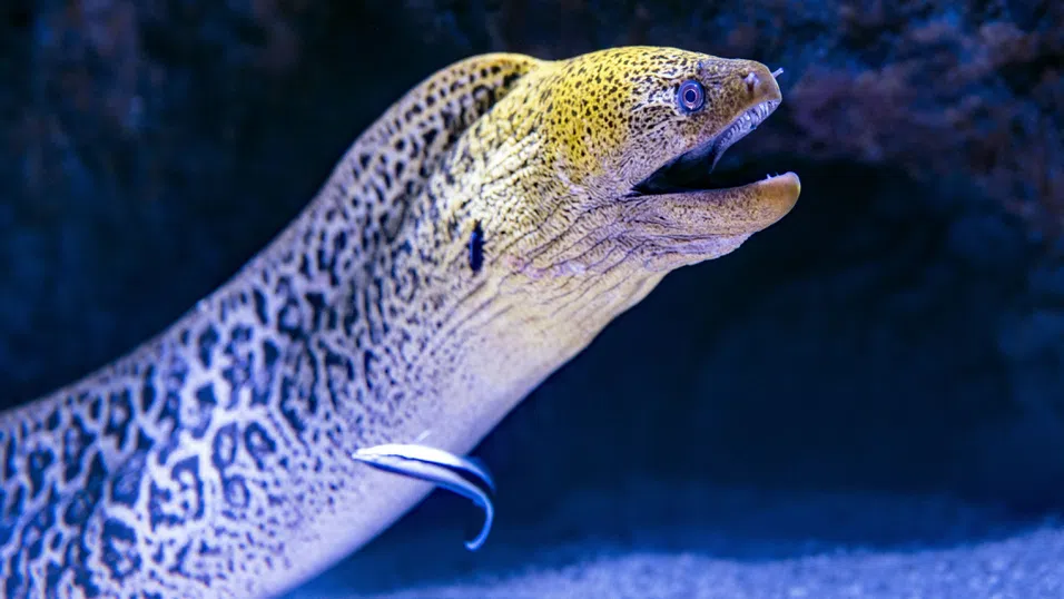 „Бихте ли яли панда?“: Шеф-готвачи с Мишлен призовават да се спре консумацията на змиорка