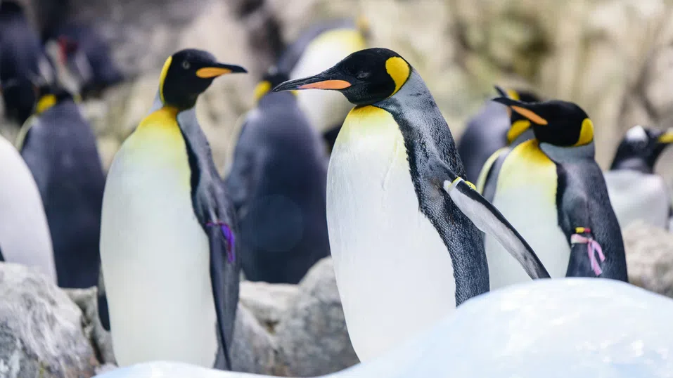 „Никъде на Земята не е безопасно“: Тръмп налага мита на необитаеми острови близо до Антарктида