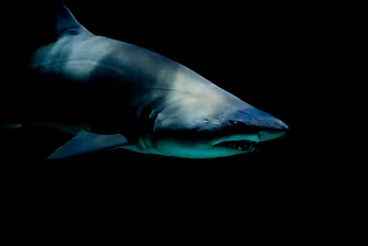 Shark Whisperer: Netflix се изправя срещу страха от най-неразбраните морски хищници