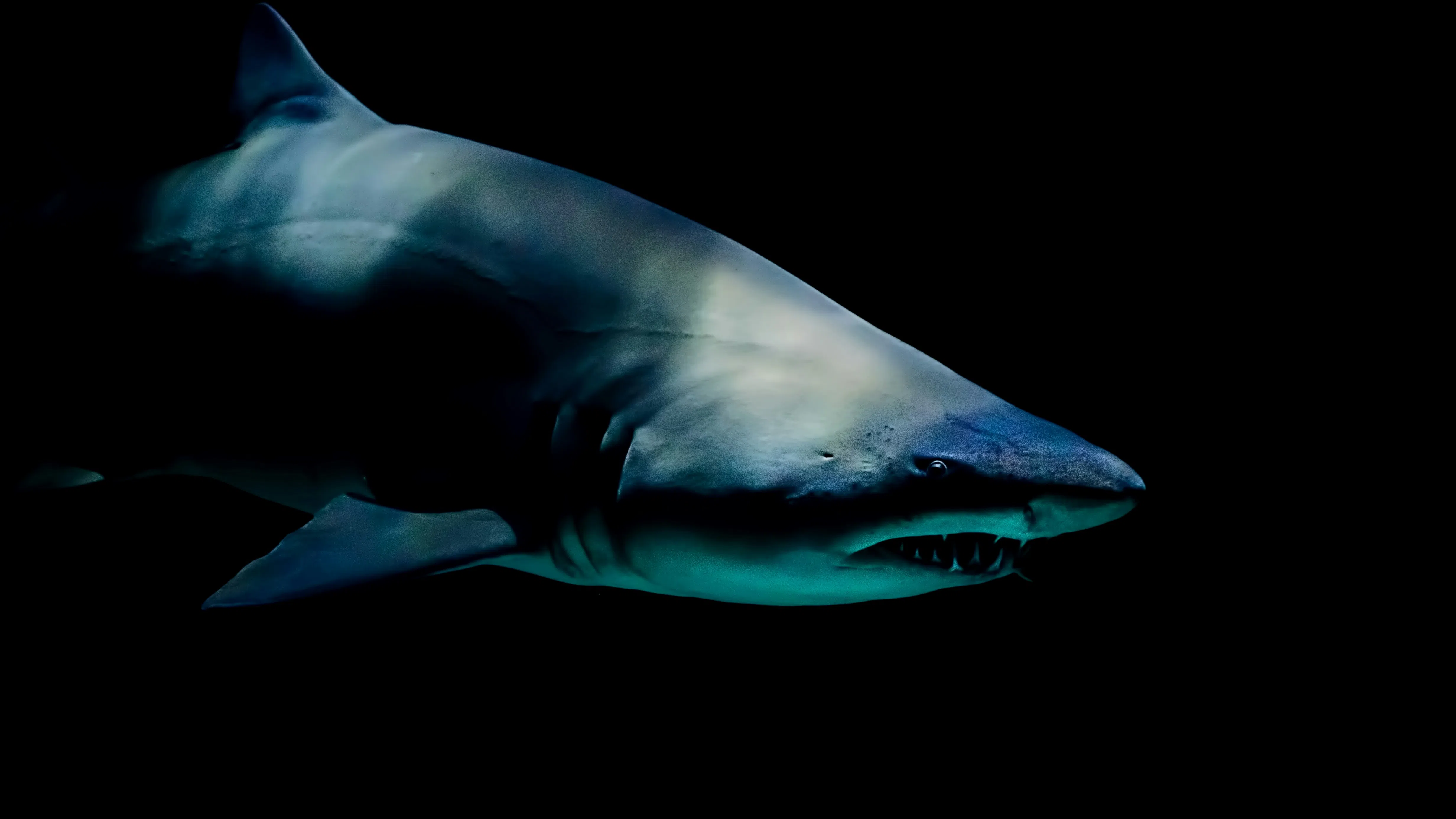 Shark Whisperer: Netflix се изправя срещу страха от най-неразбраните морски хищници
