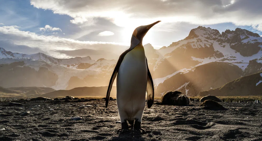 От пингвини до тюлени: Най-необяснимите мита на Тръмп