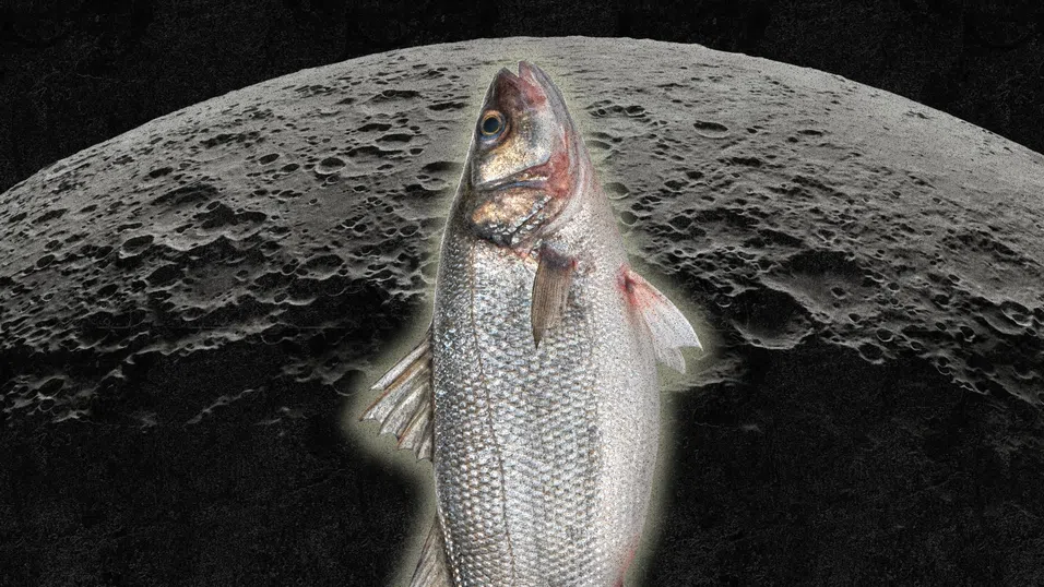 Космически лаврак два пъти седмично: Френски учени разработват лунни аквакултури