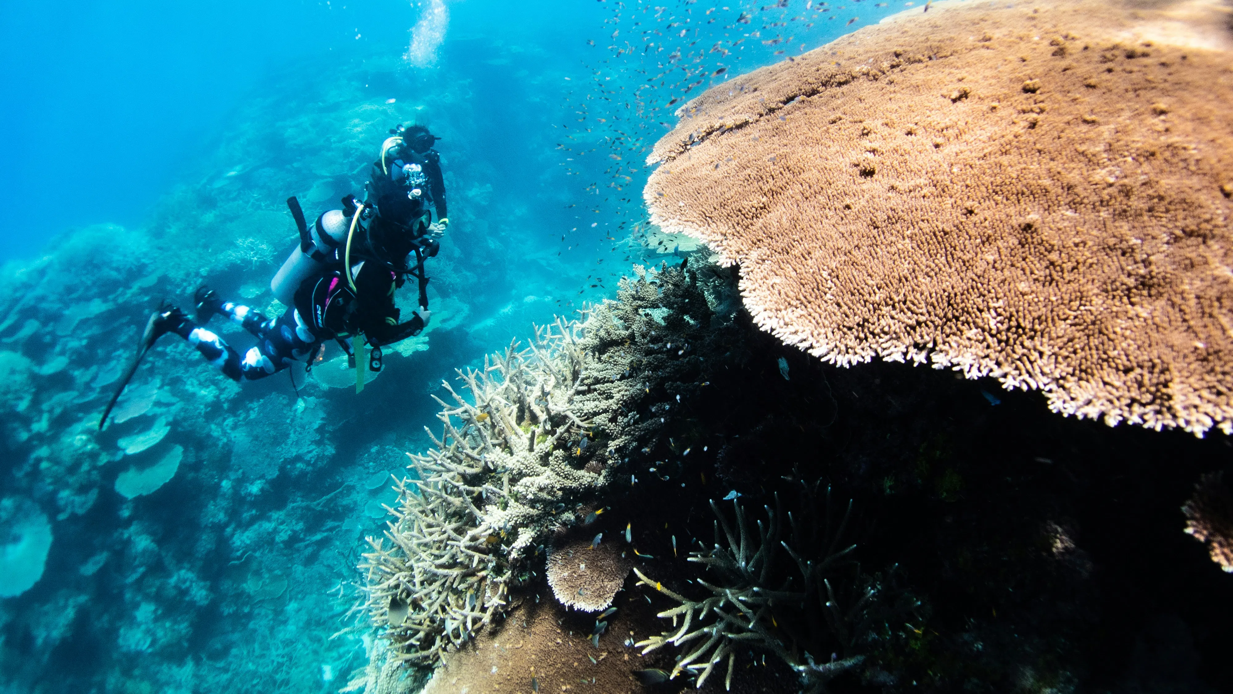 „Като горски пожари под вода“: Най-тихото лято в историята на Големия бариерен риф
