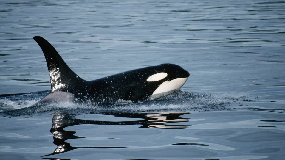 Кучета и дронове: Каква е историята на пазителите на последните косатки в Салишко море