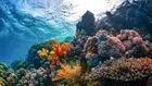 Учени предпазват коралите от екстремните температури с… чадъри
