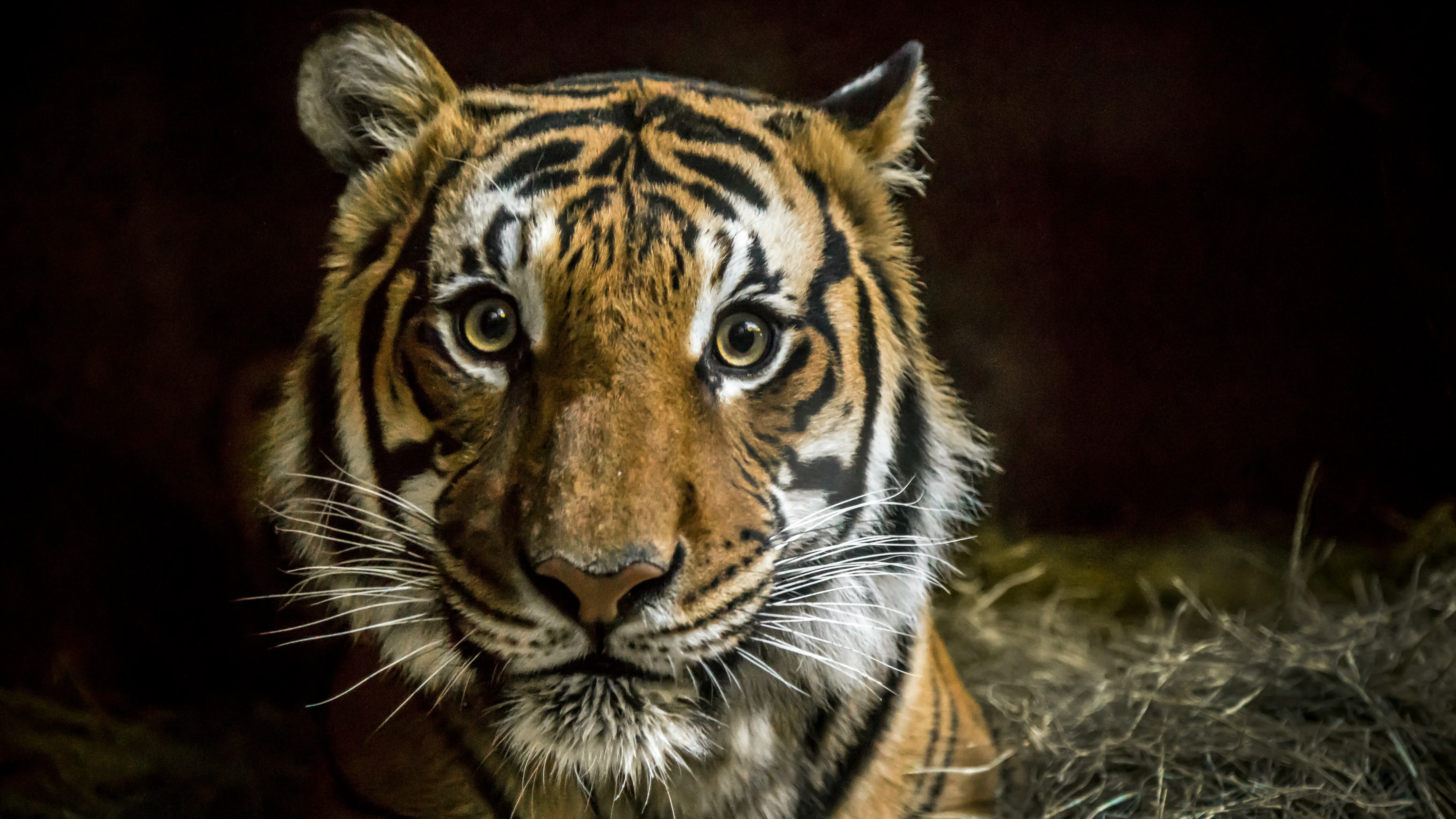 Среднощна среща и един косъм носят надежда, че яванските тигри не са изчезнали