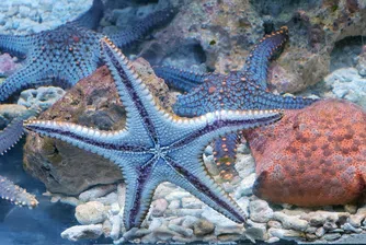 Учени са разкрили причинителя на десетгодишна епидемия, убила 5 млн. представители на вида.