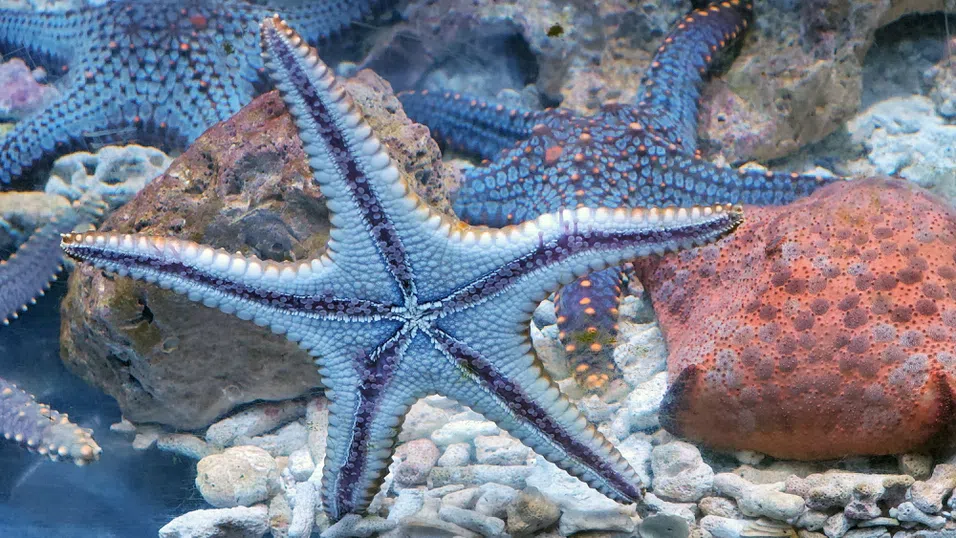 Защо умират морските звезди?