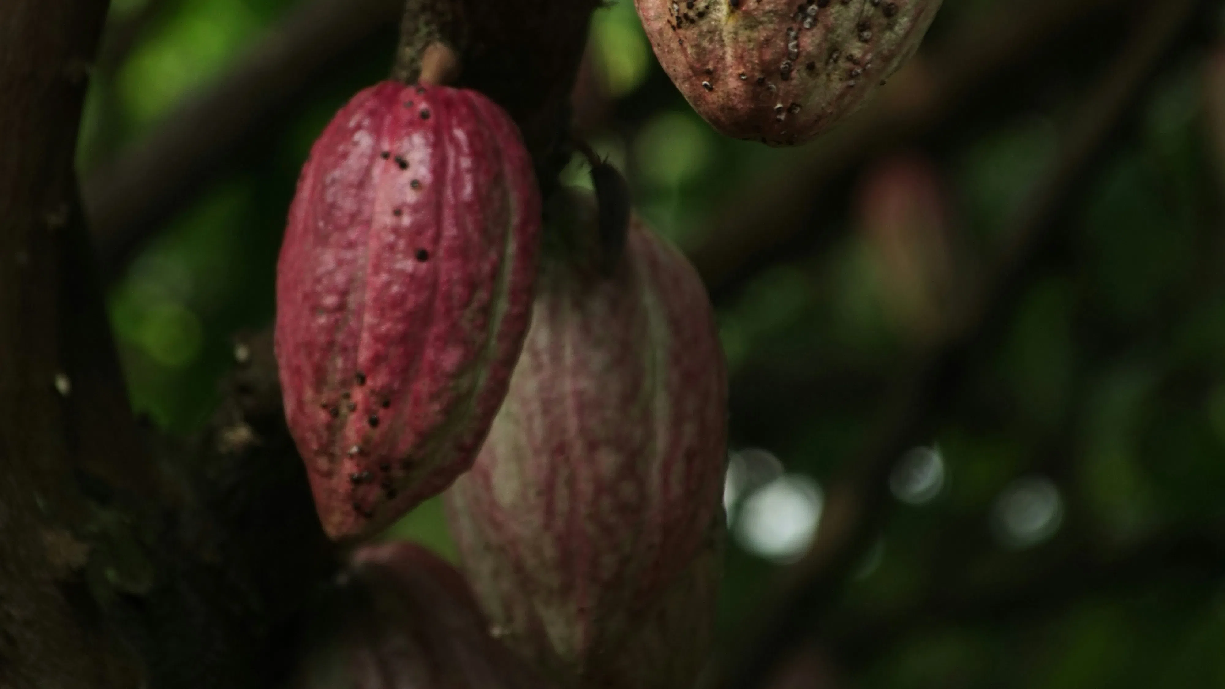 Какаото става все по-скъпо, но все още няма спад на търсенето