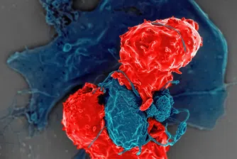 Ново изследване показва, че пептиди, отделяни от имунната система, са способни сами да убиват бактерии