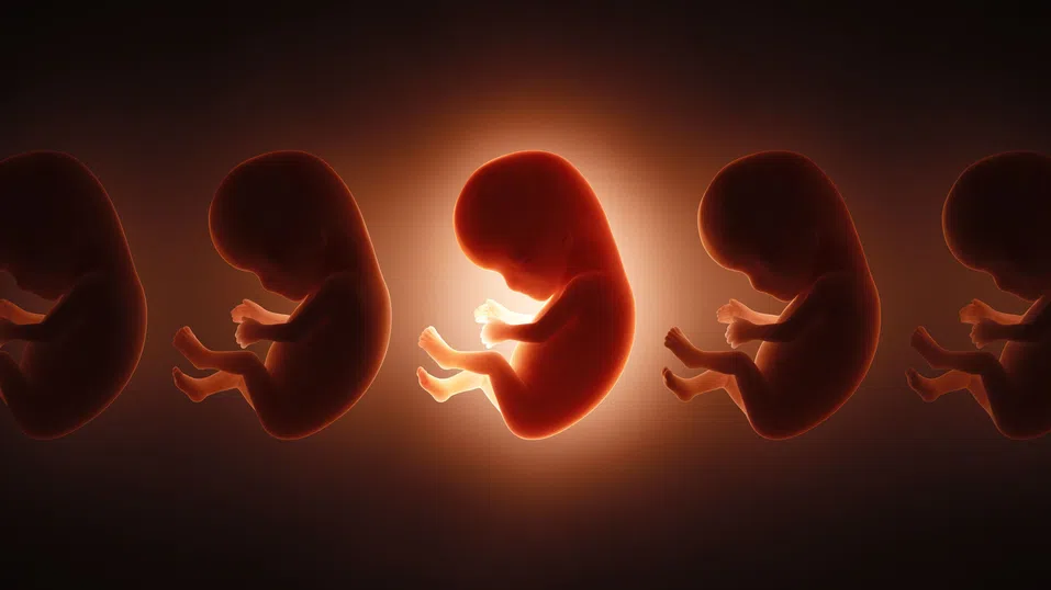 Да предскажеш IQ-то на ембрион: Новото съмнително обещание на генетичните стартъпи