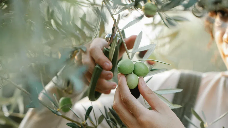 Най-големият производител на зехтин дава оптимистична прогноза след историческата криза
