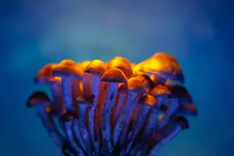 Учени откриха изненадващо потенциално приложение на активната съставка в магическите гъби