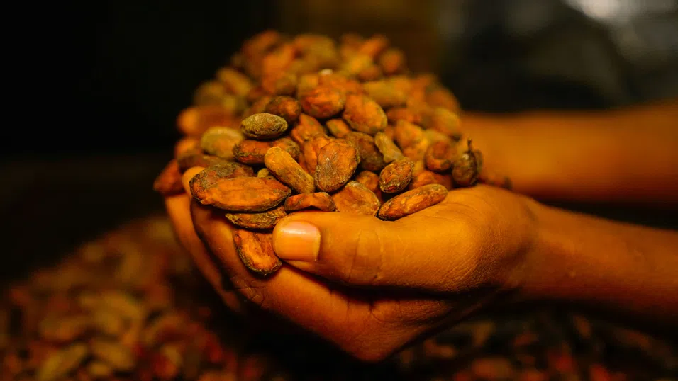 Цените на какаото паднаха до 20-месечно дъно