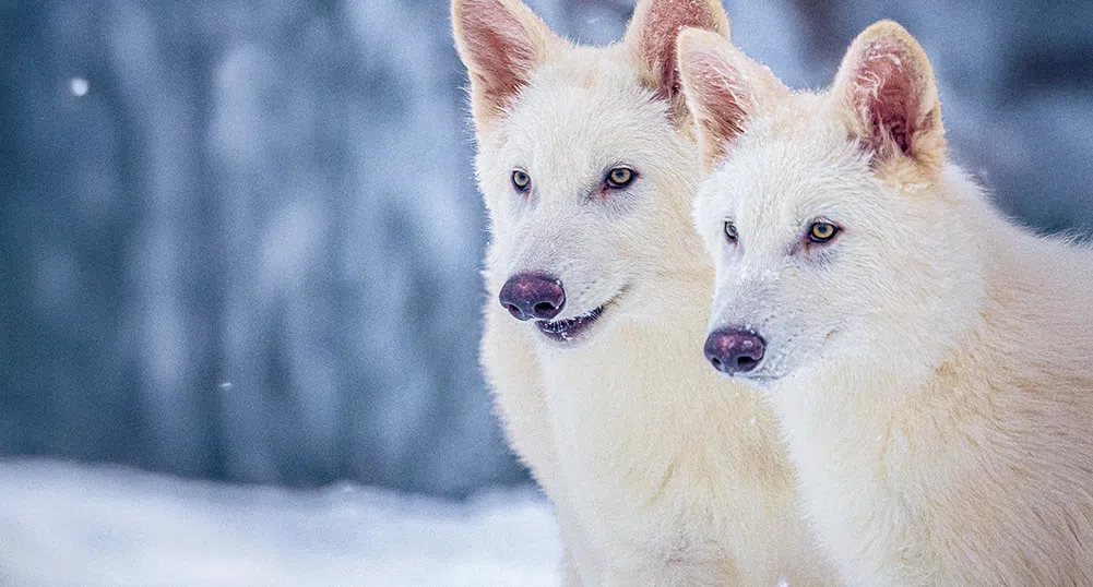 Стартъп пресъздаде „вълчищата“ от „Игра на тронове“ в реалния свят