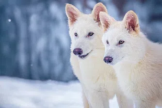 Стартъп пресъздаде „вълчищата“ от „Игра на тронове“ в реалния свят