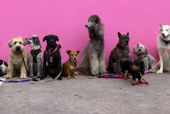 Китайският гигант подава патент за AI технология, която превежда звуците и поведението на кучета и котки на човешки език