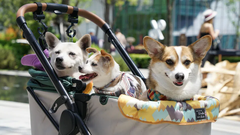 Страната с най-ниска раждаемост е разтърсена от бум в продажбите на колички за кучета