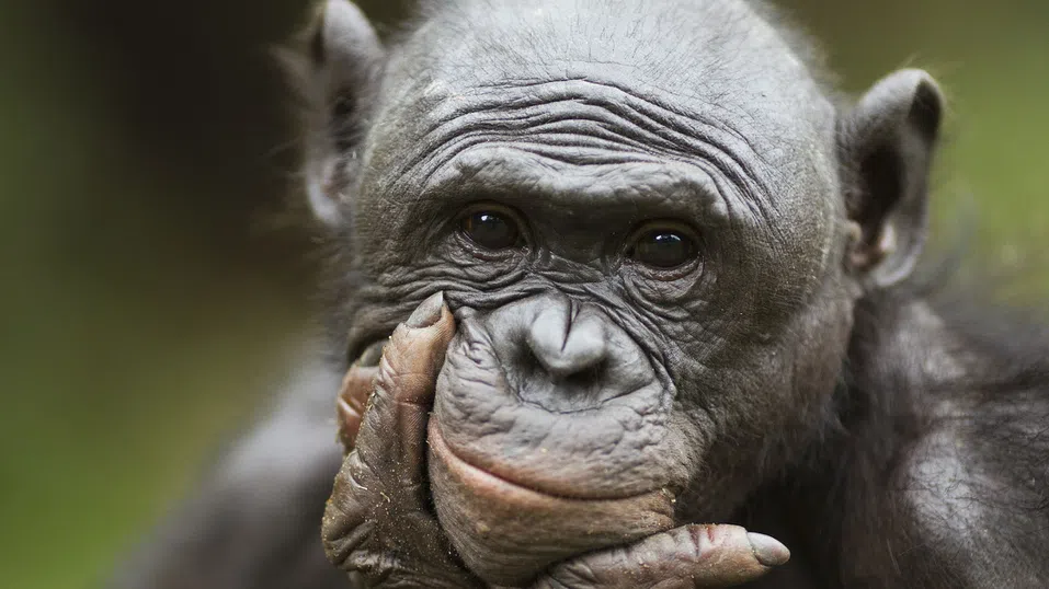 Не само човешките деца си играят на чаени партита