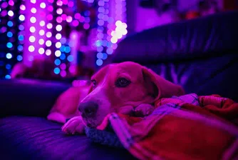 Телевизия за кучета: Как YouTube и AI превръщат самотата на домашните любимци в бизнес модел