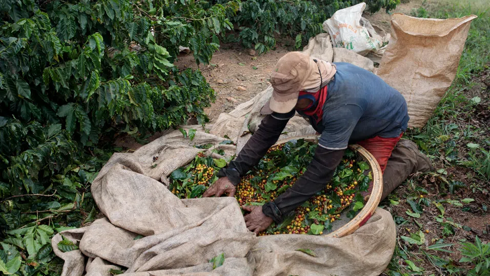 Цените на кафето скачат, след като Тръмп заплаши Бразилия с 50% мита